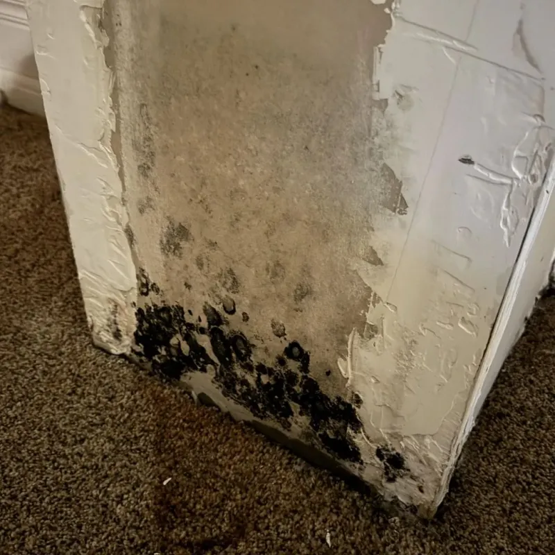 Professional Mold Removal in Marbleton, WY